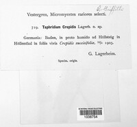 Image of Taphridium crepidis